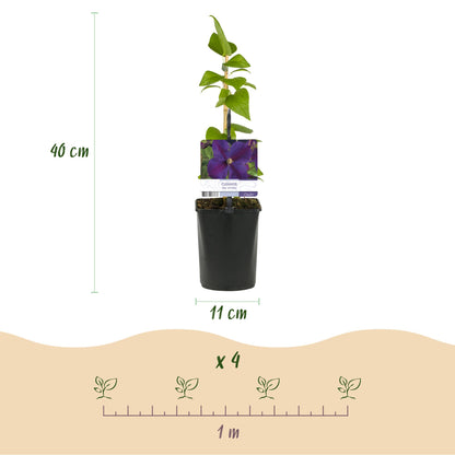 Klimplant - Clematis Star of India - Bloem Roze - Weinig onderhoud -2 planten -  Pot 11cm Hoogte 40cm