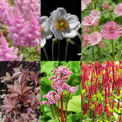 Vasteplant - Borderpakket - Schaduw - Diversen - Soorten en kleuren - 6 Planten - Pot 11cm - Hoogte 15-25cm