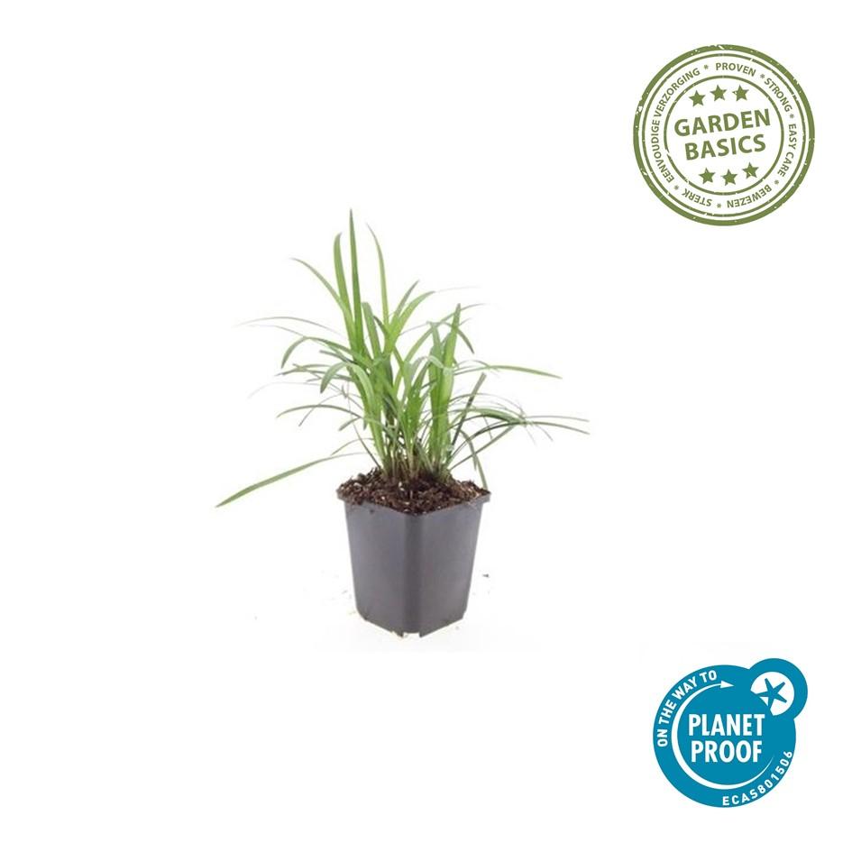 60x Liriope muscari 'Monroe White' - ↕10-25cm - Ø9cm