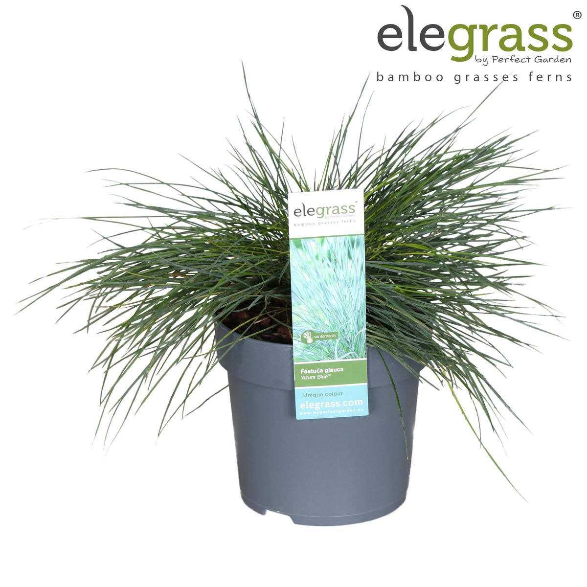 Festuca glauca Azura Blue - Ø19cm - ↕40cm - Ø14 - ↨30cm