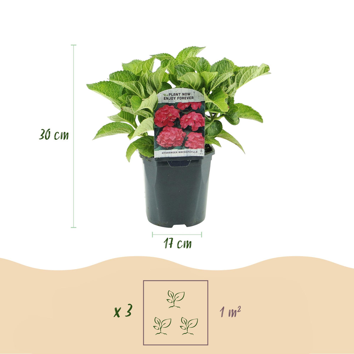 Hortensia - Hydrangea macrophylla Rood - Bloem Rood - 3 Planten - 1 m2 - Bladverliezend - Weinig Onderhoud - Pot 17cm Hoogte 30cm