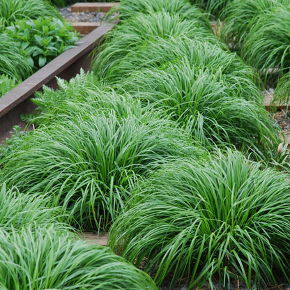 Siergrassen - Carex oshimensis Intense Green - Groen - 2 Planten - Bladhoudend - Weinig Onderhoud - Pot 17cm Hoogte 50cm