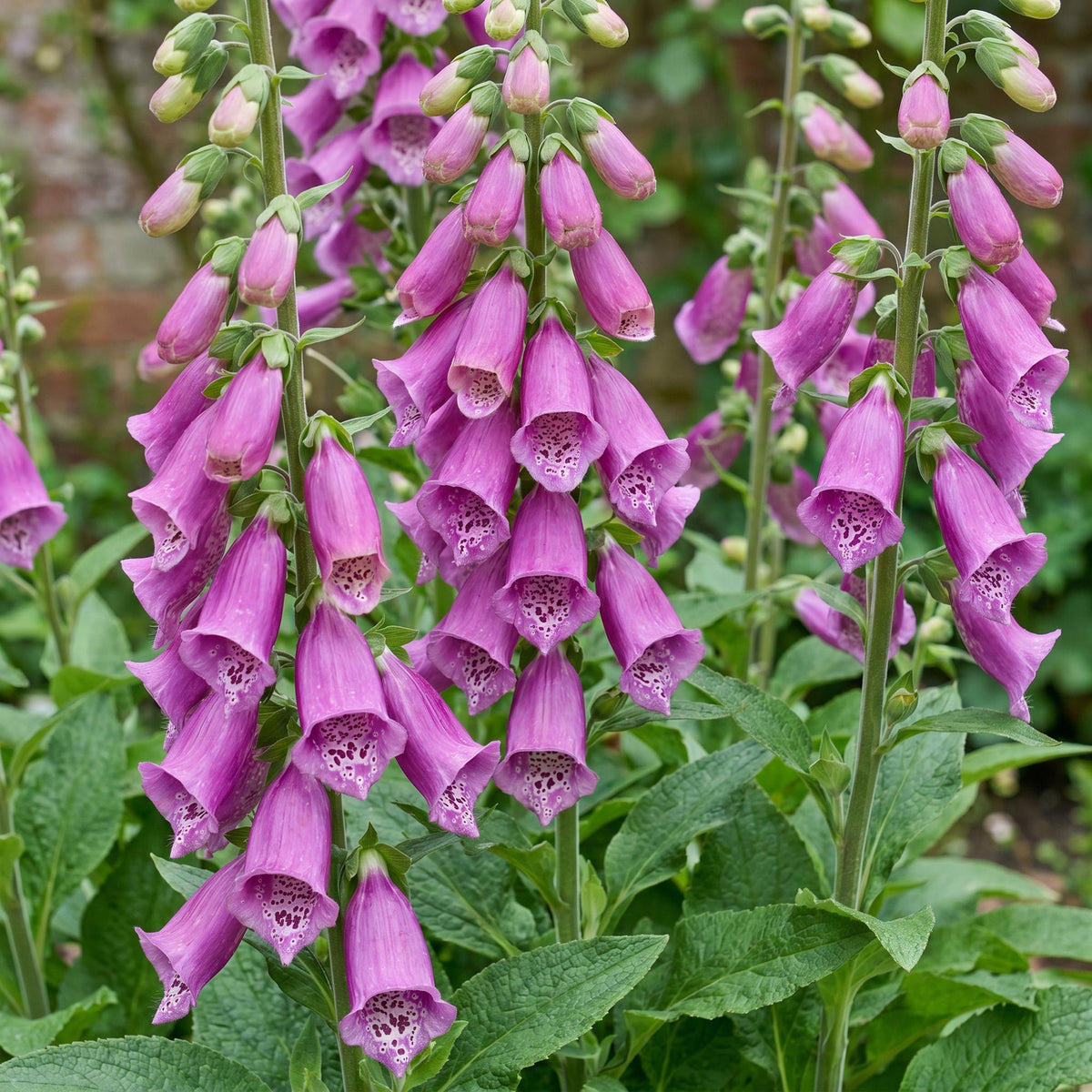 Vasteplant - Digitalis purp. Dalmatian Purple - Vingerhoedskruid - Schaduw - Paars - 6 Planten - Pot 11cm - Hoogte 15-25cm