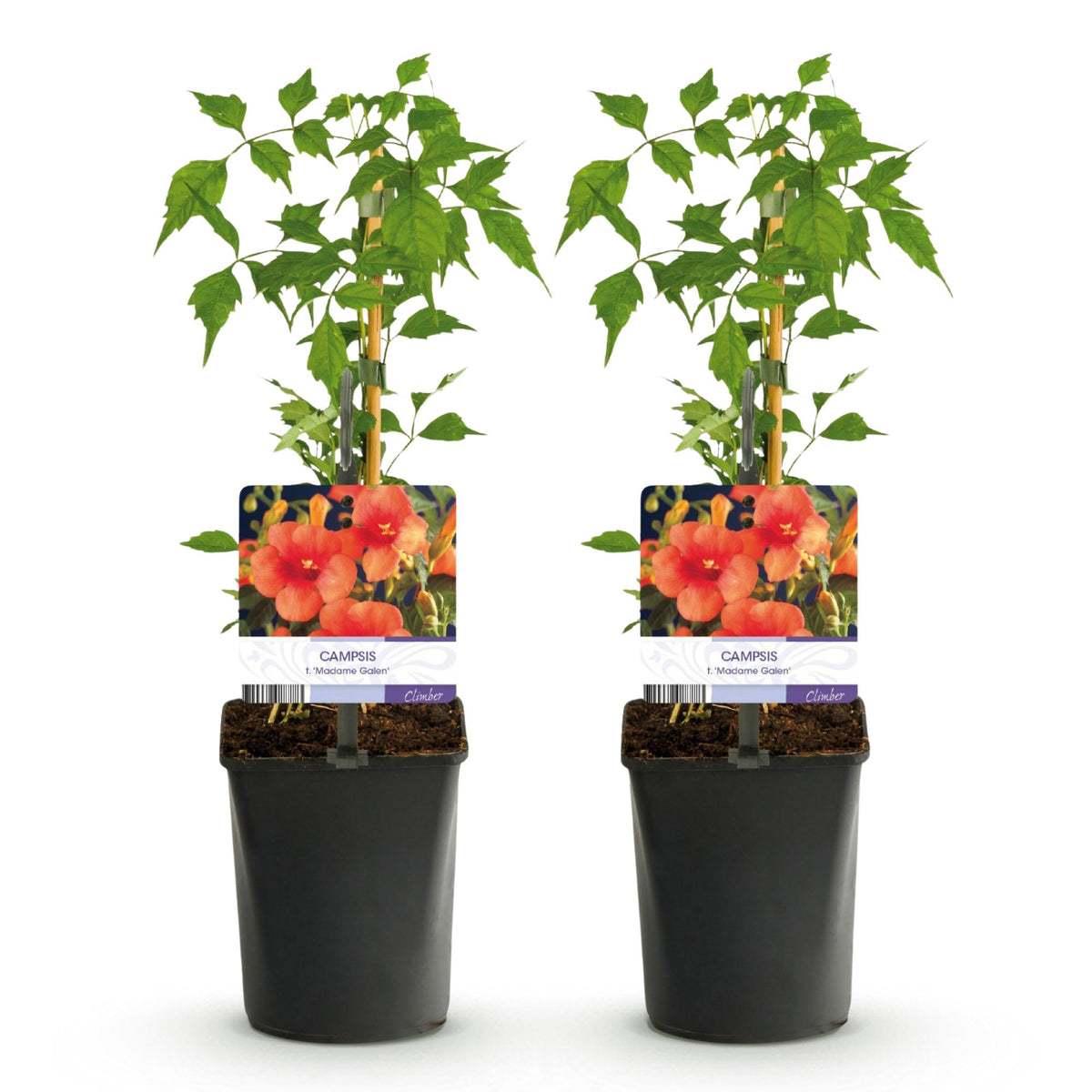 Trompetbloem - Campsis radicans Madame Galen - Bloem Oranje - Weinig onderhoud - 2 planten - Pot 11cm Hoogte 40cm