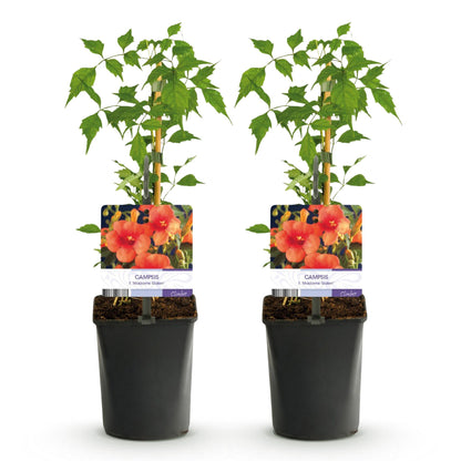 Trompetbloem - Campsis radicans Madame Galen - Bloem Oranje - Weinig onderhoud - 2 planten - Pot 11cm Hoogte 40cm