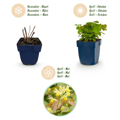 Vasteplant - Epimedium perralch. Frohnleiten - Elfenbloem - Schaduw - Geel - 6 Planten - Pot 11cm - Hoogte 15-25cm