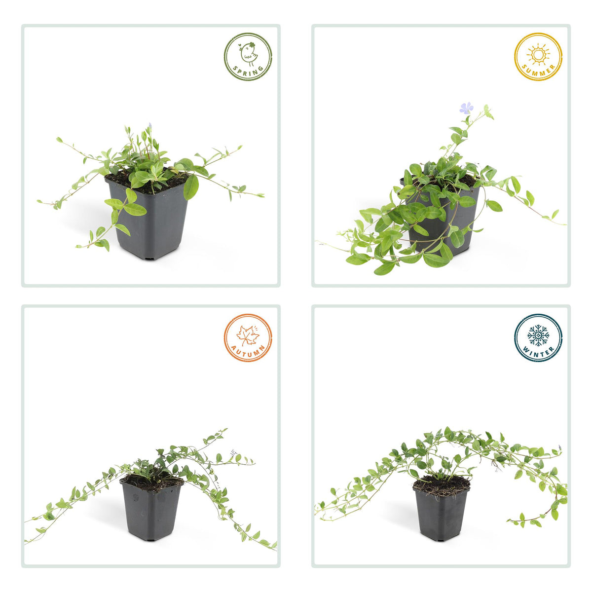 6x Vinca minor 'La Grave' - ↕10-25cm - Ø9cm