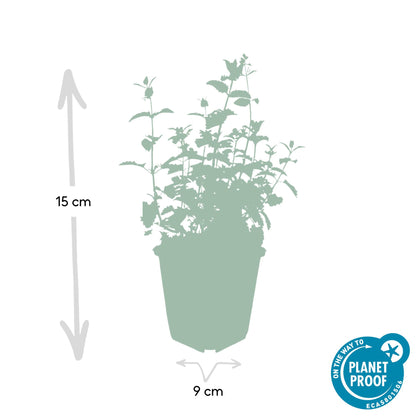 12x Nepeta 'Six Hills Giant' - ↕10-25cm - Ø9cm