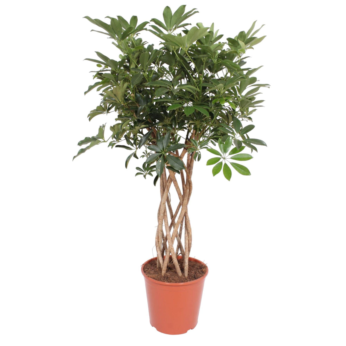 Schefflera Arboricola Compacta gevlochten stam - 130 cm - ø30