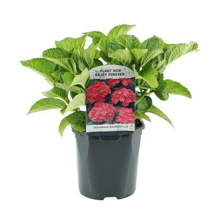 Hortensia - Hydrangea macrophylla Rood - Bloem Rood - 3 Planten - 1 m2 - Bladverliezend - Weinig Onderhoud - Pot 17cm Hoogte 30cm
