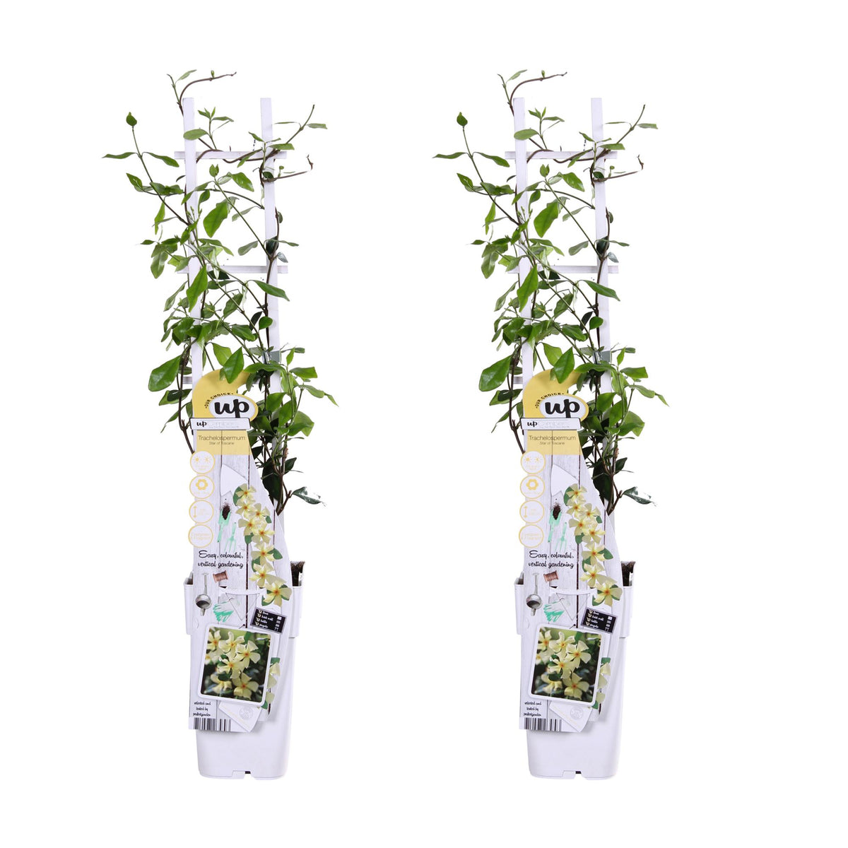 2x - Trachelospermum 'Star of Toscana' - ↨65cm - Ø15