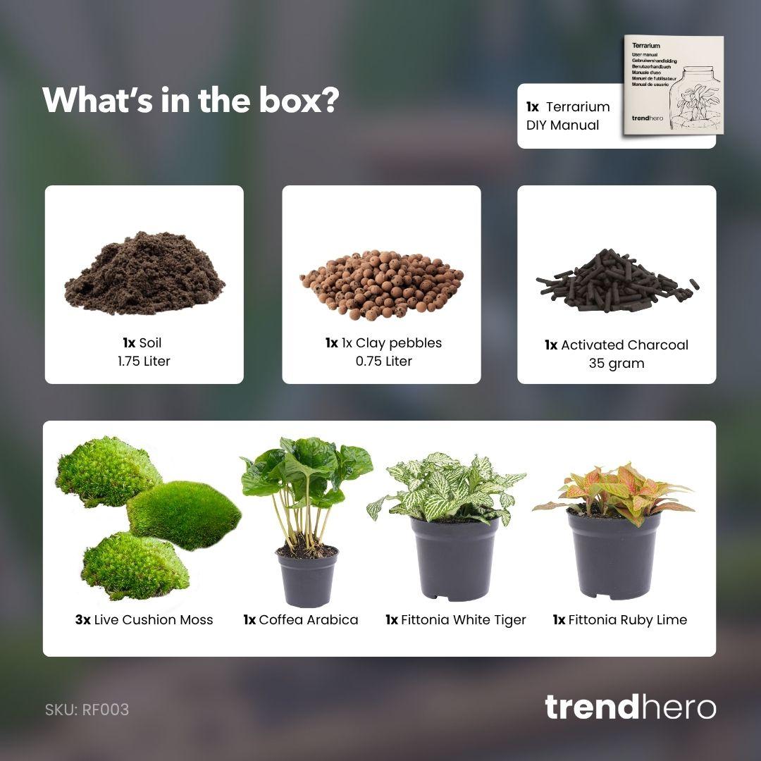 Planten terrarium navulling & startpakket - Coffea Arabica