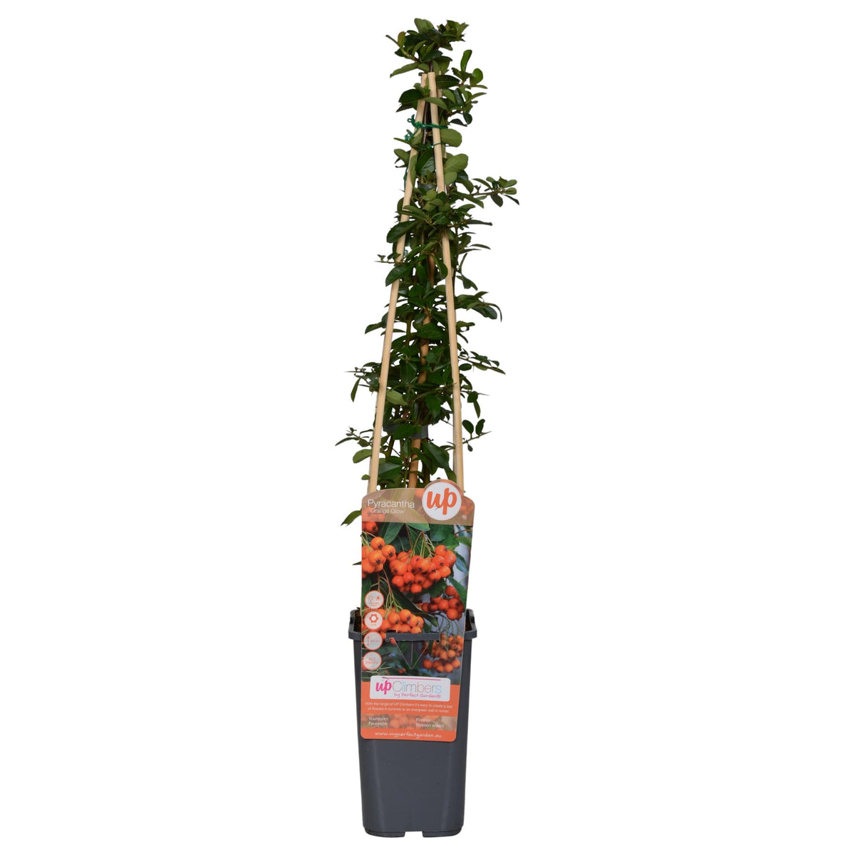 Pyracantha 'Orange Glow' - Ø15cm - ↕65cm