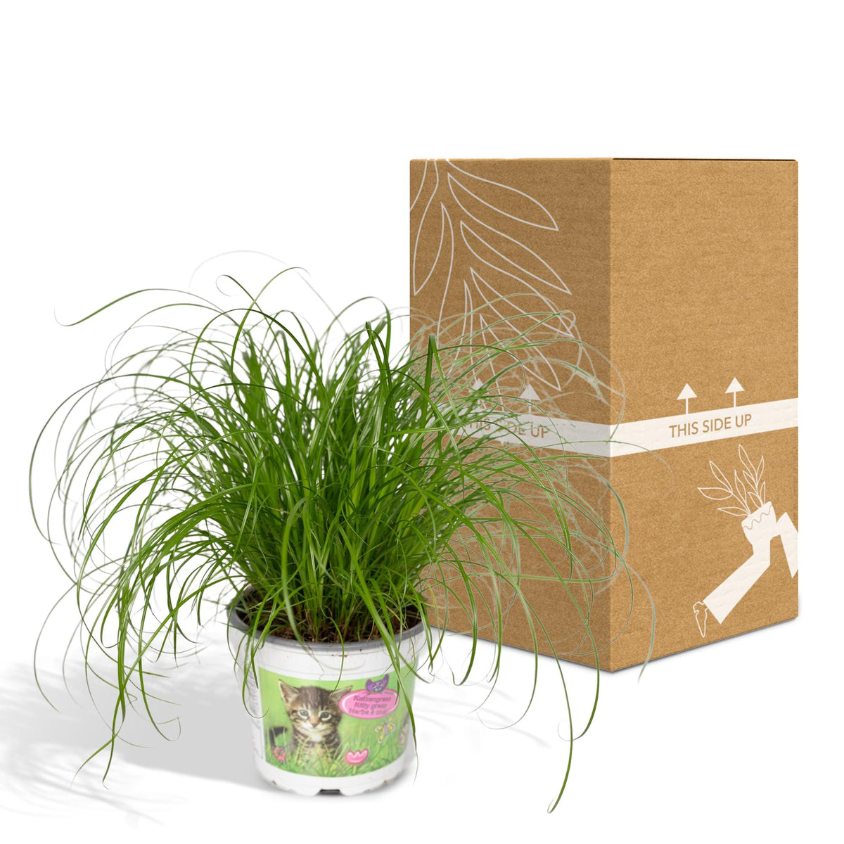 Cyperus Alternifolius - Kattengras - Ø12cm - ↕20cm