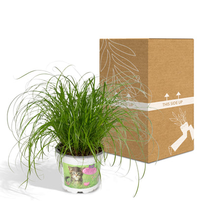 Cyperus Alternifolius - Kattengras - Ø12cm - ↕20cm