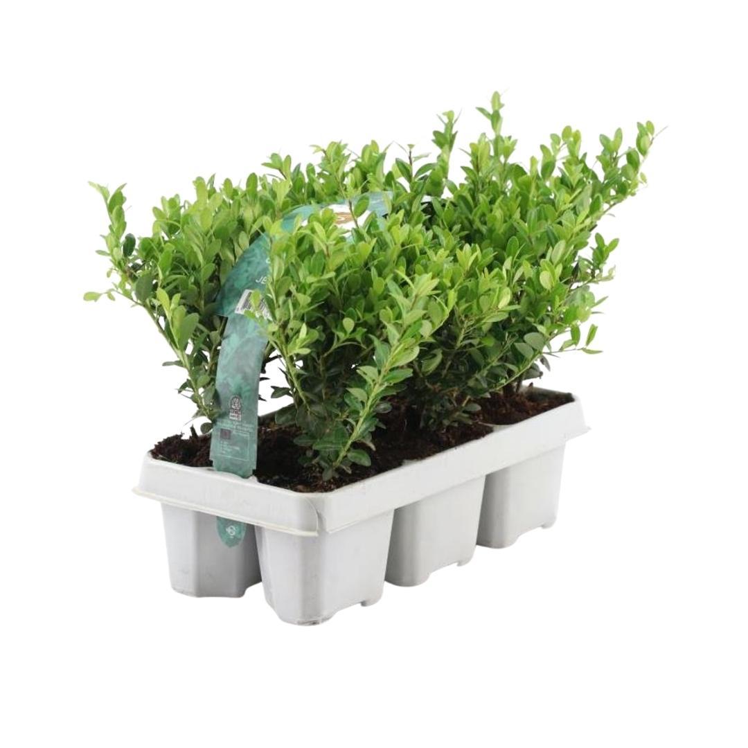 1x 6 pack Ilex crenata 'Jenny' - 6 x Ø7 cm - ↕15 cm
