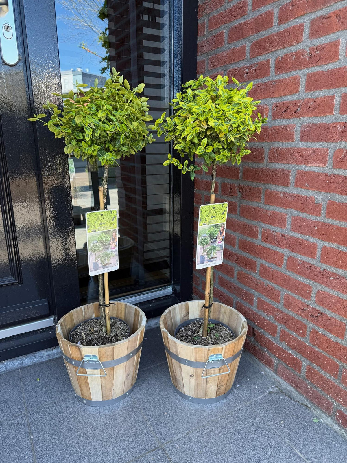 Plant op Stam - Euonymus fortunei Emerald n Gold - Terras Plant - Bladhoudend - Winterhard - Groen-Geel Blad - Pot 19cm Hoogte 90cm