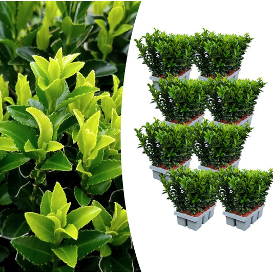 8 x 6 pack Euonymus 'Green Spire' - Ø 7 cm - ↨ 15 cm