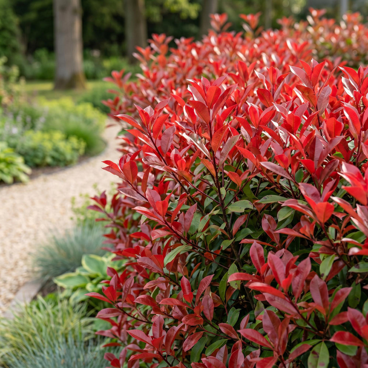 16x Photinia fraseri Red Robin - Glansmispel - Haagplanten - Groenblijvend - Rood - Pot 9cm - Hoogte 25-35cm