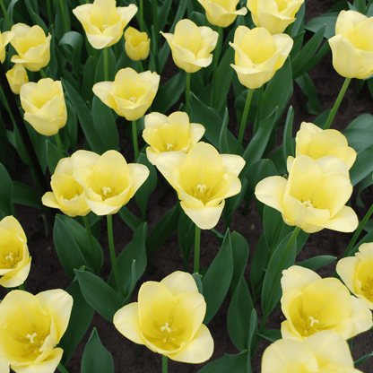 Tulpenbollen World Friendship – 20 Stuks | KH Bloembollen® | Lichtgele Tulp – Zacht, Vriendelijk & Elegant – Voor Tuin of Pot – Maat 11/12 – Vers van de Teler