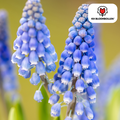 Muscari Bleu Moon 20 stuks