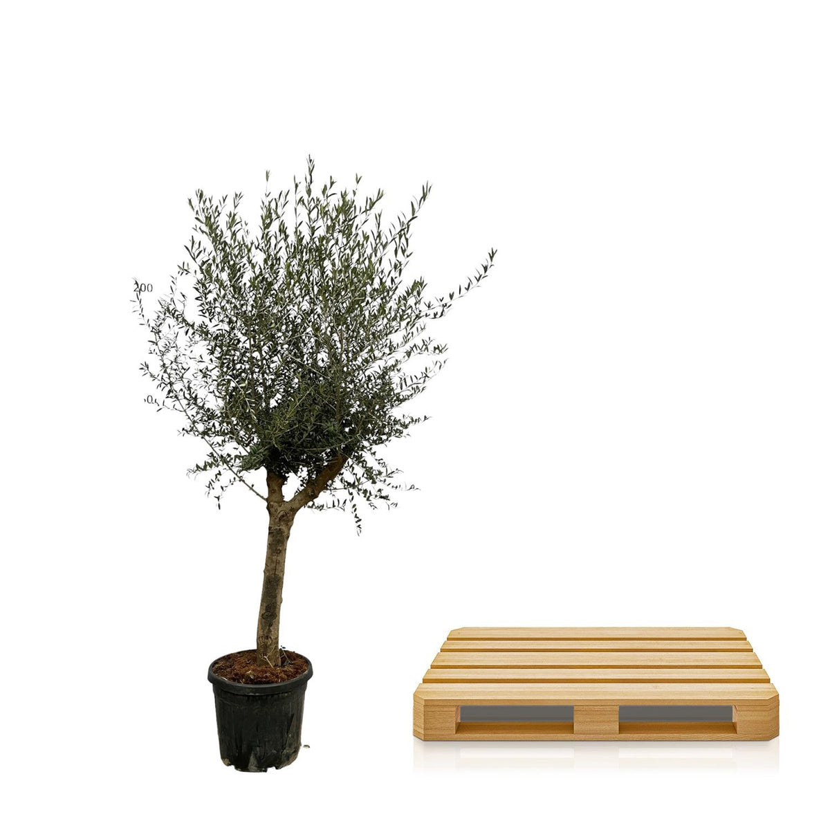 Olea Lorc - 200 cm - Ø45cm