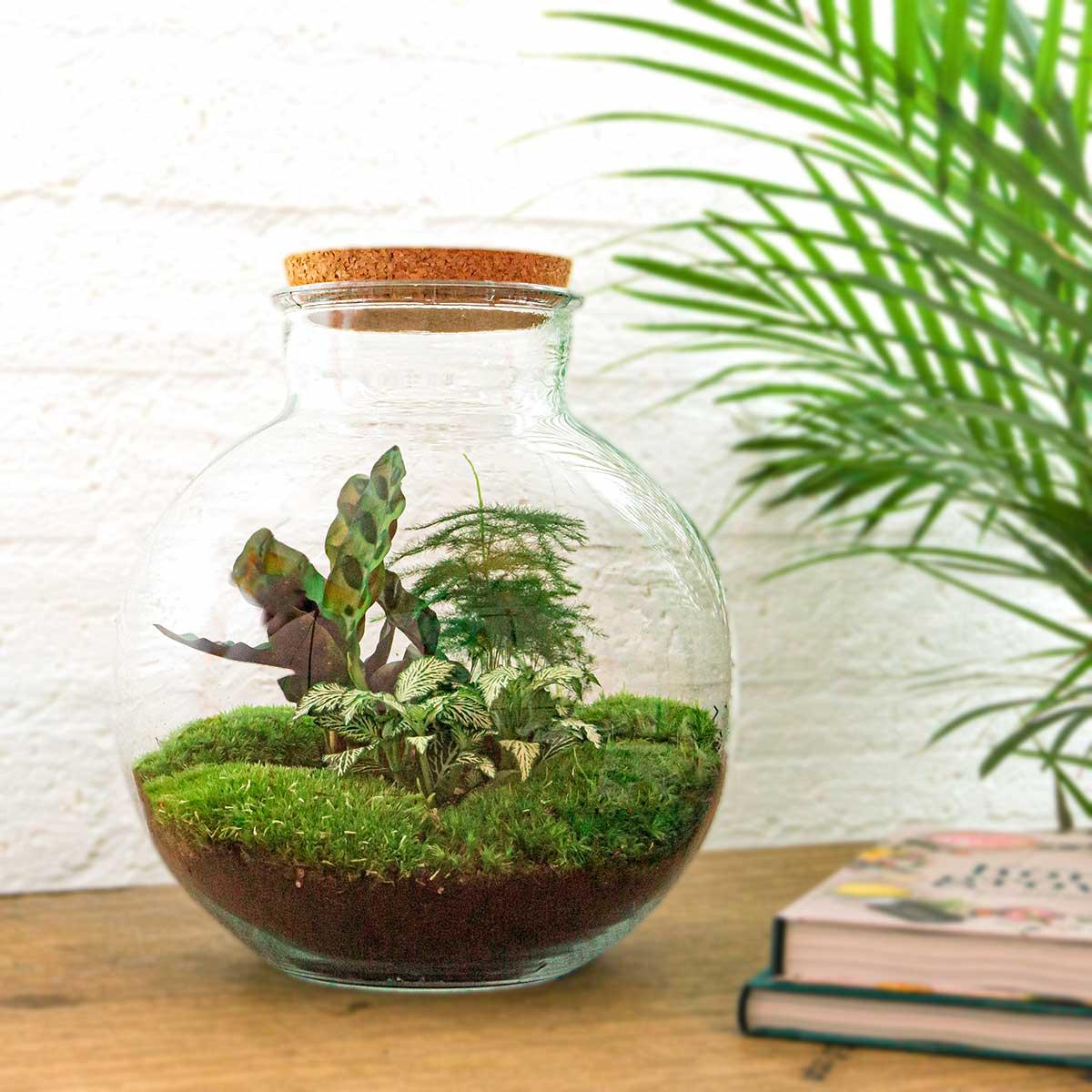 DIY Planten terrarium (met verlichting) - Bolder Bob - Ø 31 cm ↑ 30 cm - Met LED-kurk