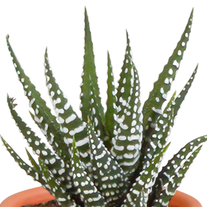 Cactus en vetplanten mix 5.5 cm | 15 stuks - in terracotta pot