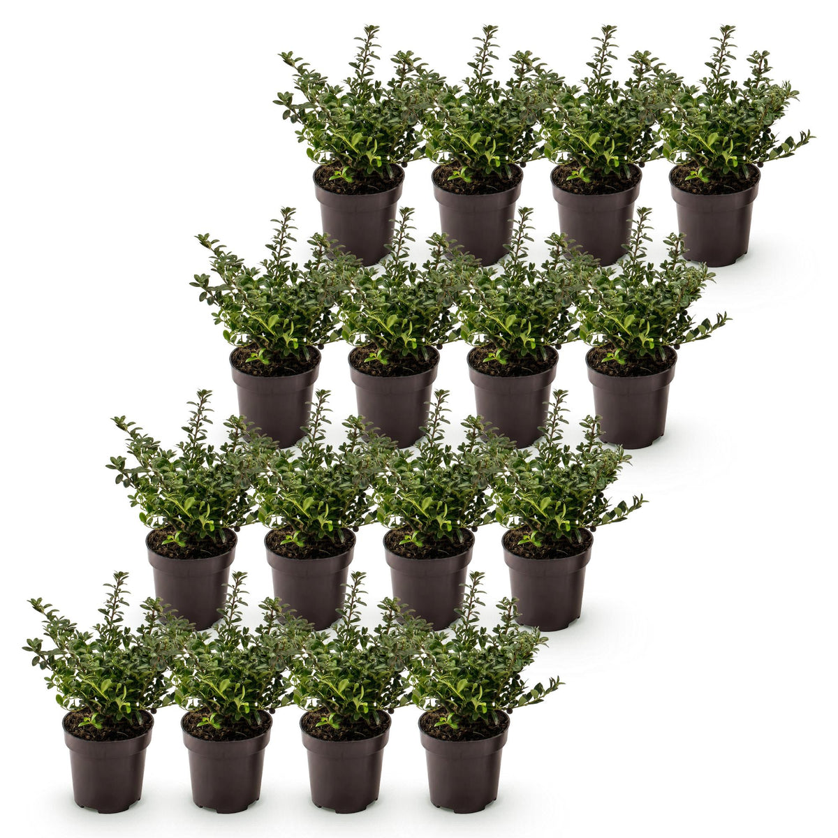 16x Ilex crenata Stokes - Japanse Hulst - Haagplanten - Groenblijvend - Groen - Pot 9cm - Hoogte 20-30cm