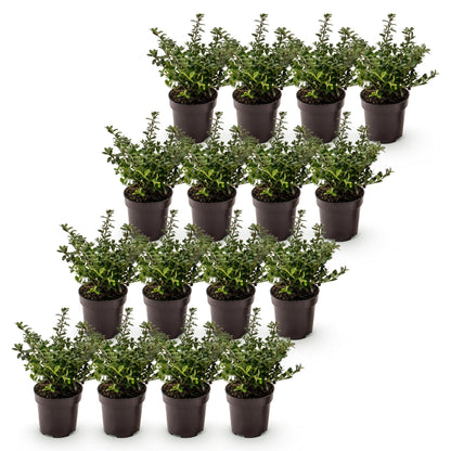 16x Ilex crenata Stokes - Japanse Hulst - Haagplanten - Groenblijvend - Groen - Pot 9cm - Hoogte 20-30cm