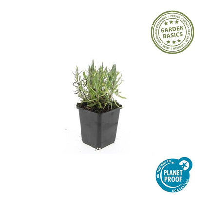 12x Lavandula ang. 'Munstead' - ↕10-25cm - Ø9cm