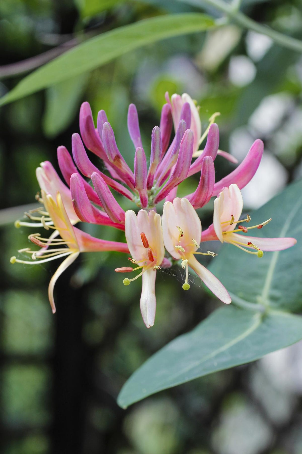 Lonicera periclymenum 'Belgica' - Ø15cm - ↕65cm