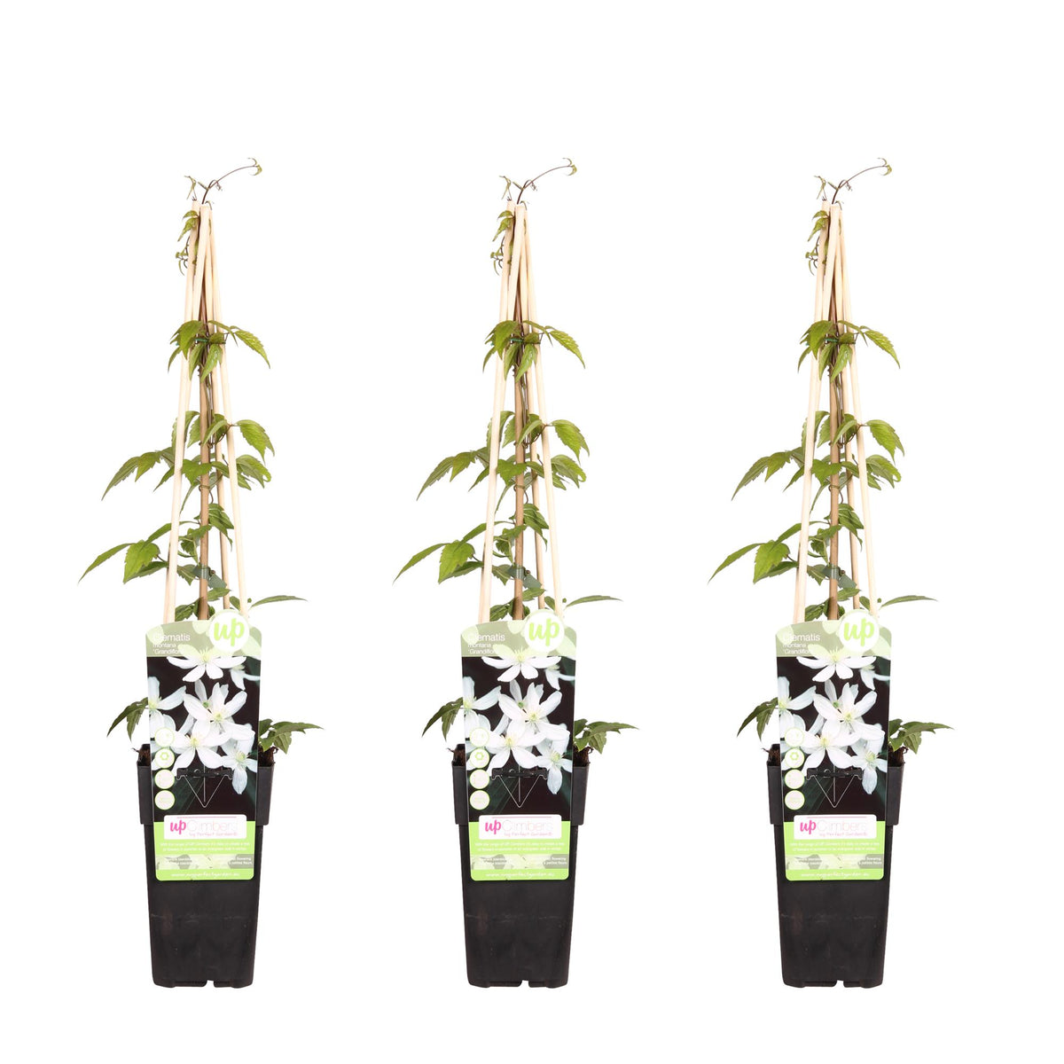 3x - Clematis Montana 'Grandiflora' - ↨65cm - Ø15