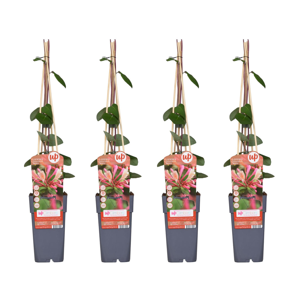 4x - Lonicera periclymenum 'Belgica' - ↨65cm - Ø15