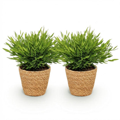 Kamerplant - Bamusa Pogonatherum Monica - Bamboegras - Huisdiervriendelijke Plant - Groen - 2 Planten - met Mand - Pot 12cm - Hoogte 20cm