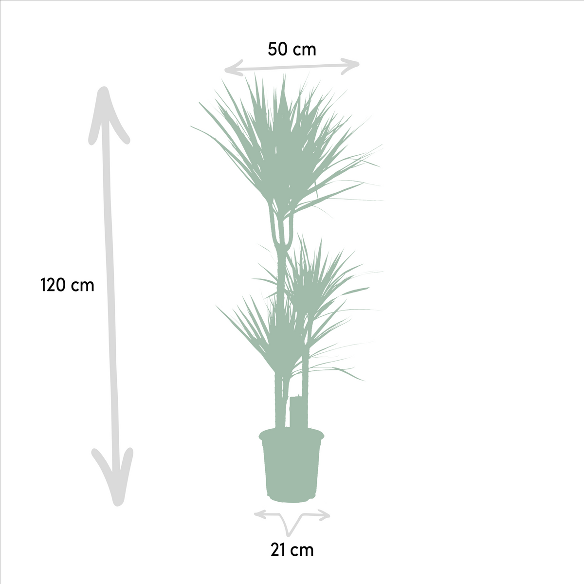 Dracaena Marginata - Ø21cm - ↕110cm