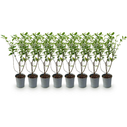 8x Ligustrum ovalifolium - Gewone Liguster - Haagplanten - Groenblijvend - Groen - Pot 9cm - Hoogte 35-45cm