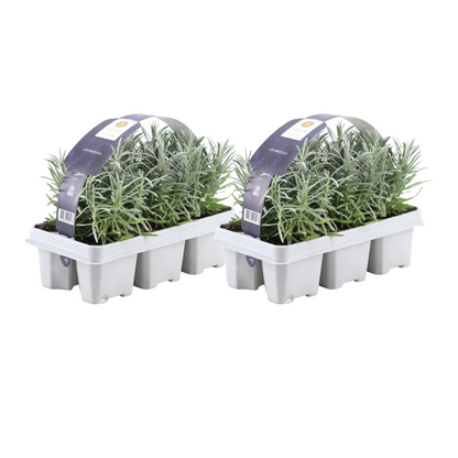 2x 6 pack Lavendel angustifolia - Ø7 cm - ↕15 cm