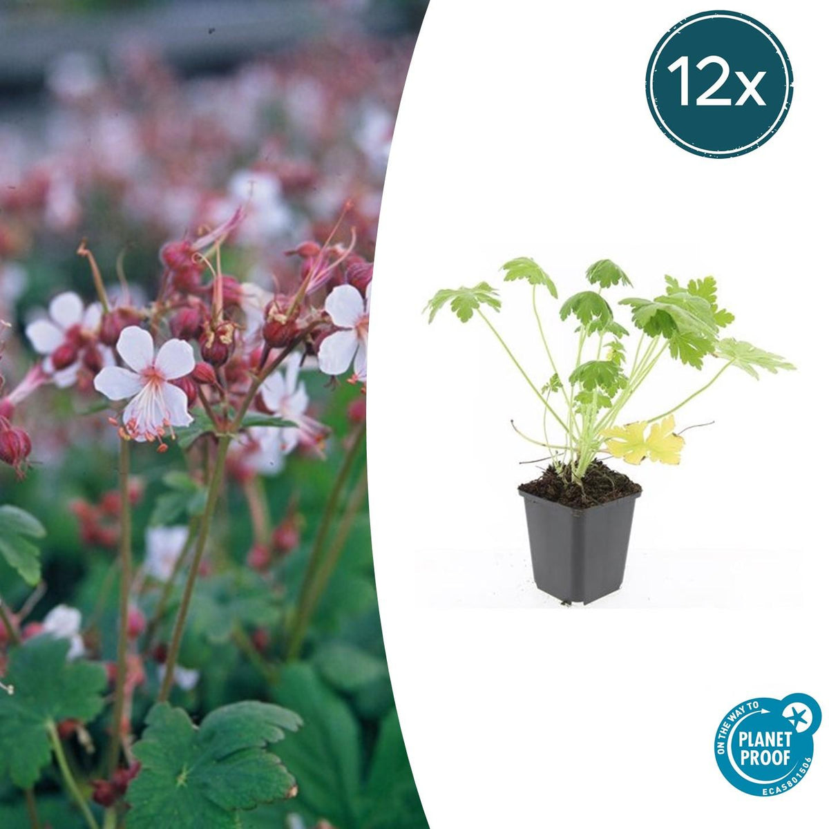 12x Geranium macr. 'Spessart' - ↕10-25cm - Ø9cm