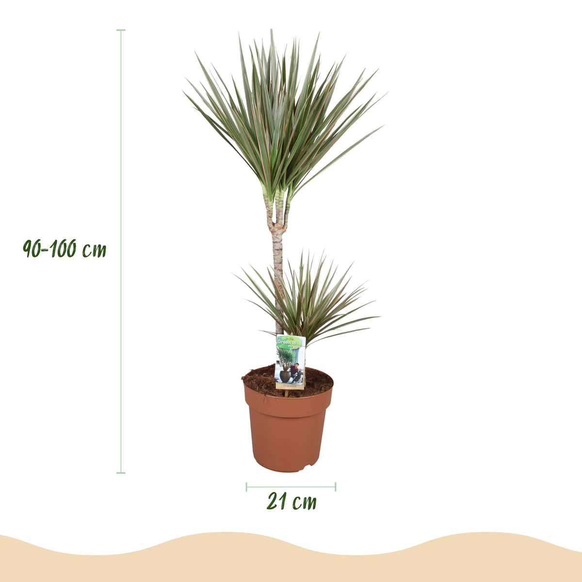 Kamerplanten - Dracaena Marginata Bicolor - Drakenbloedboom - Weinig onderhoud - Groen - 1 Plant - met Potter Wit - Pot 21cm - Hoogte 90-100cm