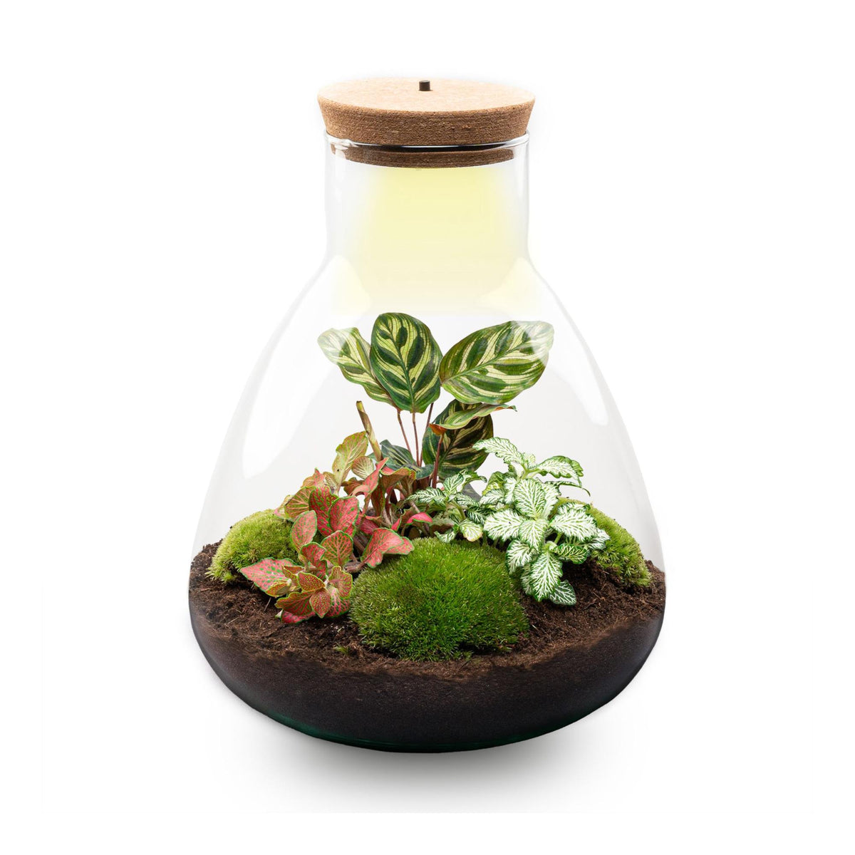 DIY Planten terrarium met licht - Sam Calathea - Ø 24,5 cm ↑ 30 cm - Rake + Shovel
