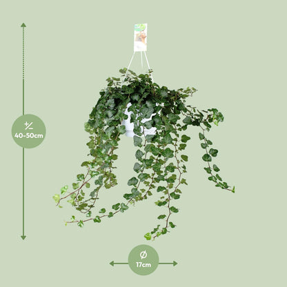 Hedera Wonder Green - Ø24cm - ↕70cm - Ø17 - ↨70cm