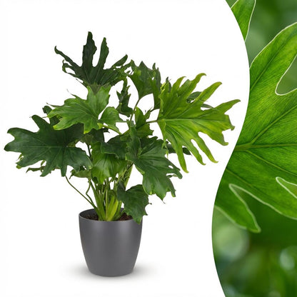 Kamerplant - Philodendron - Philodendron Lickety split - Groen - Weinig onderhoud - 1 Plant - met Potter Grijs - Pot 19cm - Hoogte 70cm