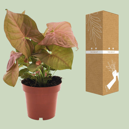 Syngonium Neon - Ø12cm - ↕25cm