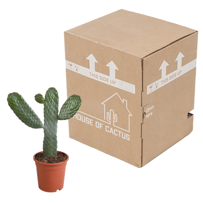 Opuntia consulea - 17cm - zonder pot