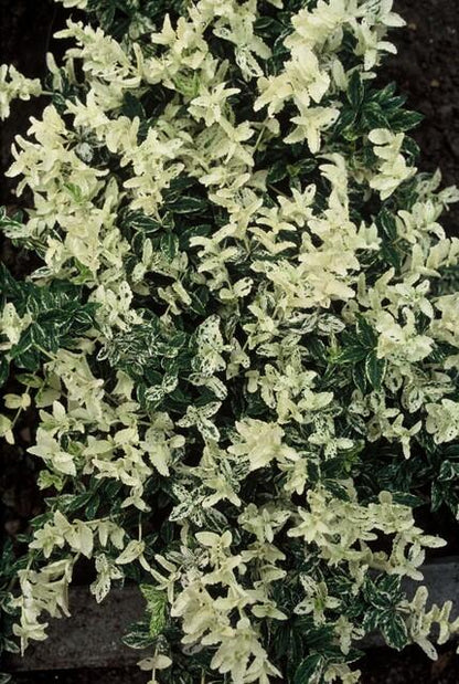 60x Euonymus fort. 'Harlequin' - ↕10-25cm - Ø9cm