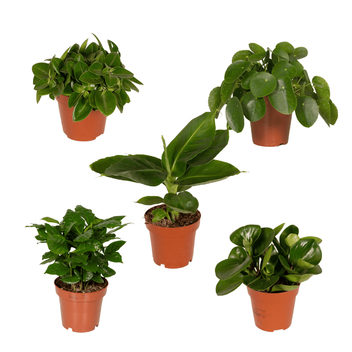 Verrassingsbox - Ø12cm - ↕25cm - x5
