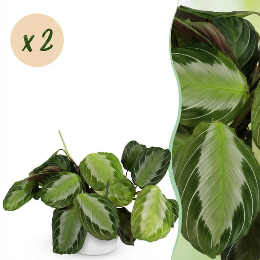 Kamerplant - Maranta Fascinator Silverband - Gebedsplant - Huisdiervriendelijke Plant - Groen - 2 Planten - met Potter Wit - Pot 12cm - Hoogte 25cm