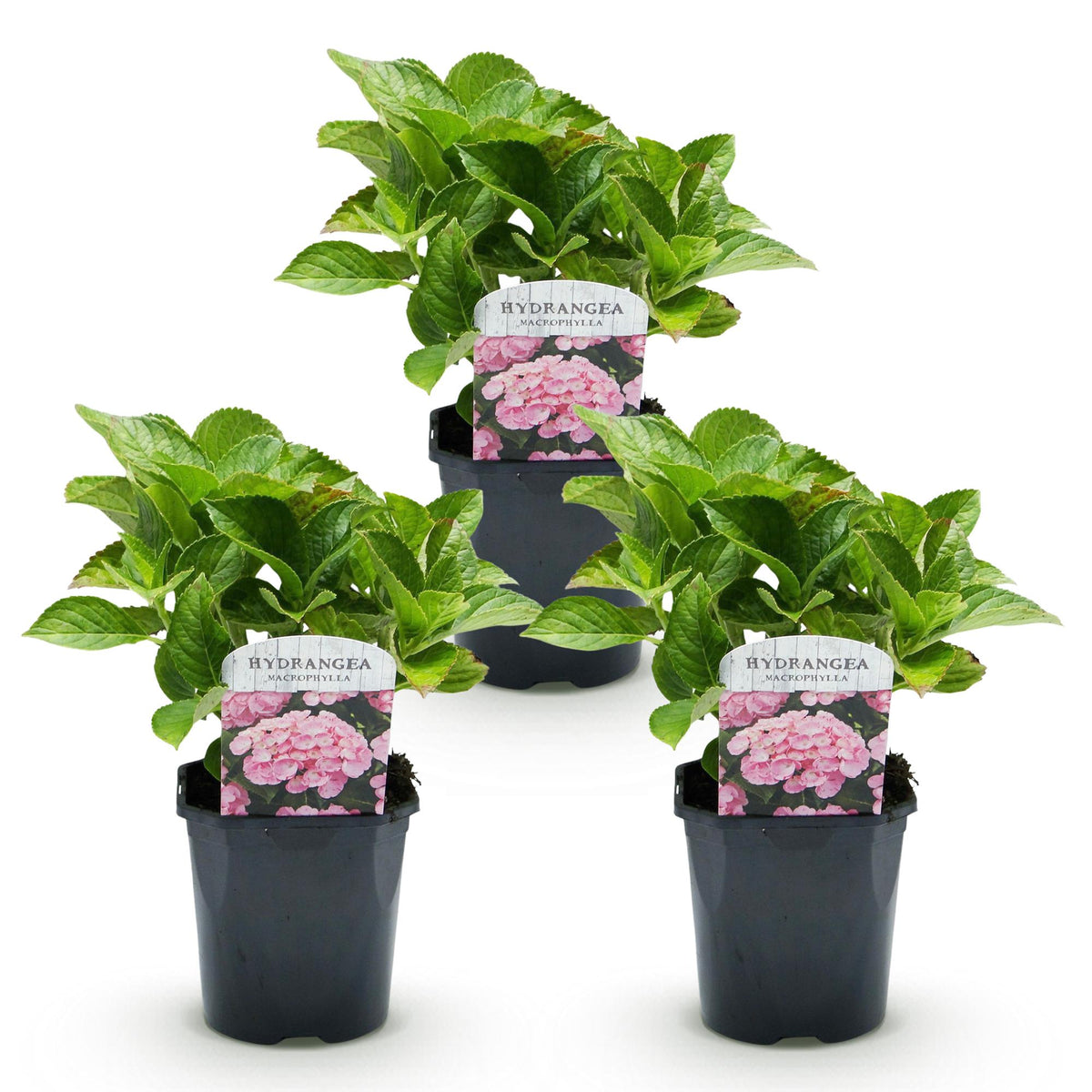 Hortensia - Hydrangea macrophylla Roze - Bloem Roze - 3 Planten - 1 m2 - Bladverliezend - Weinig Onderhoud - Pot 17cm Hoogte 30cm