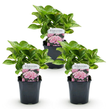 Hortensia - Hydrangea macrophylla Roze - Bloem Roze - 3 Planten - 1 m2 - Bladverliezend - Weinig Onderhoud - Pot 17cm Hoogte 30cm